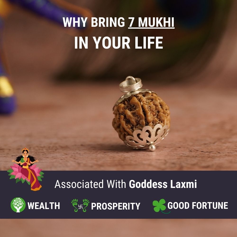 7 Mukhi Nepali Rudraksha - Saat Mukhi